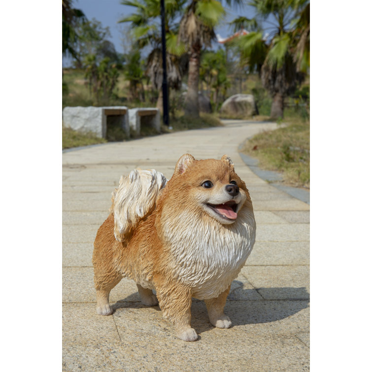 medium sized pomeranian