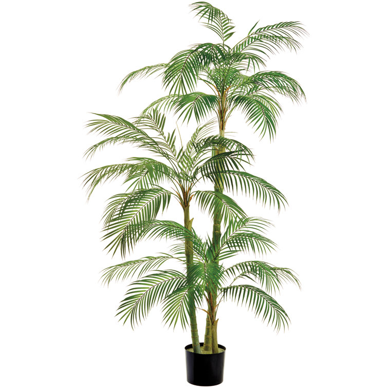 Bayou Breeze Areca Palm Tree In Nursery Pot Wayfair
