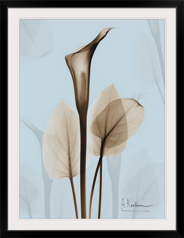 Great Big Canvas Calla Lily X Ray Floral By Albert Koetsier Photographic Print Wayfair Ca