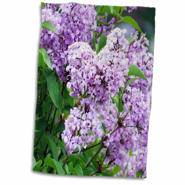 Wallpaper Lilac bush For Android