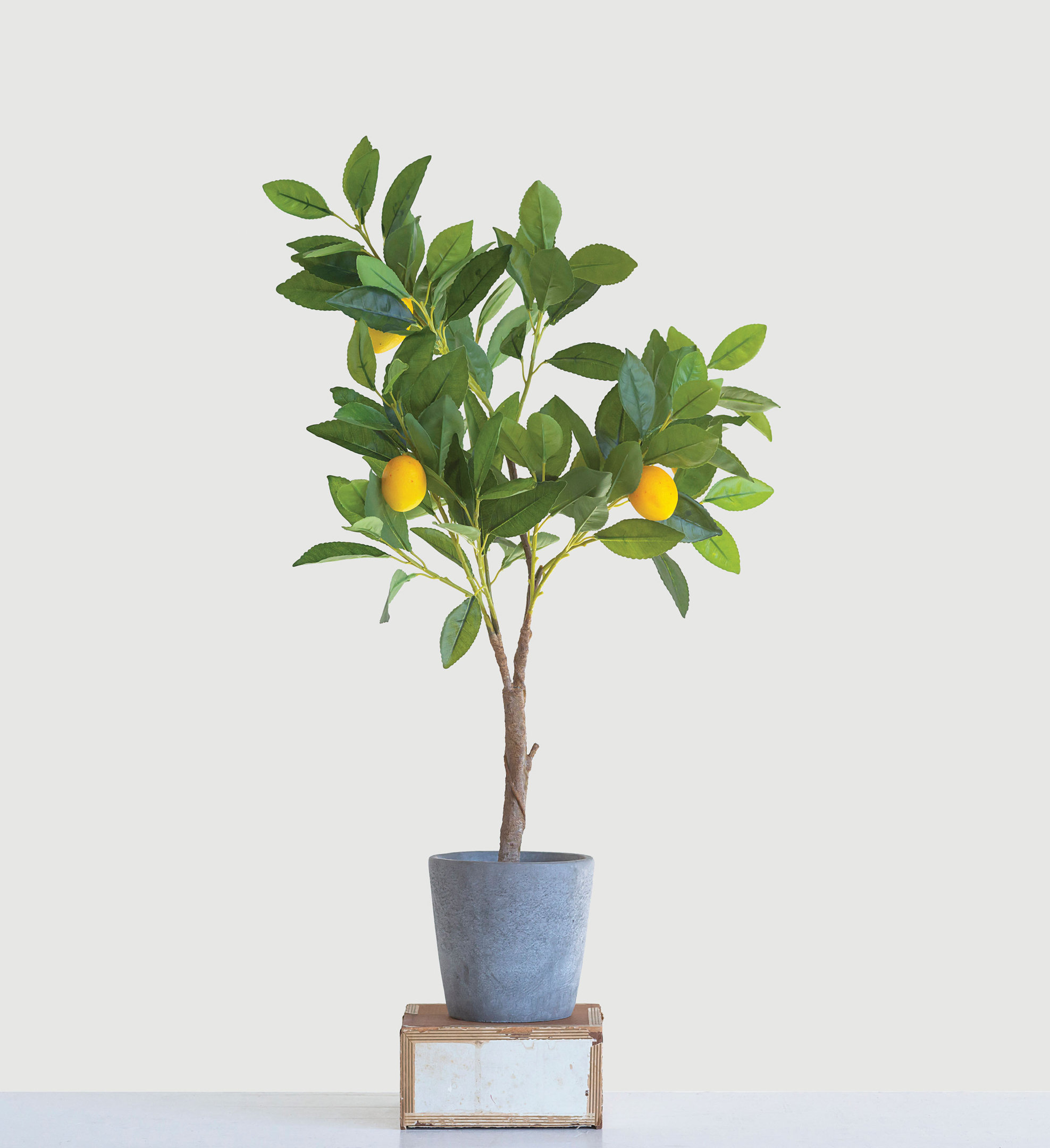 lemon-tree-in-pot.jpg