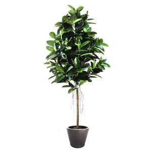 Faux Rubber Tree Wayfair Rubber Tree In Planter