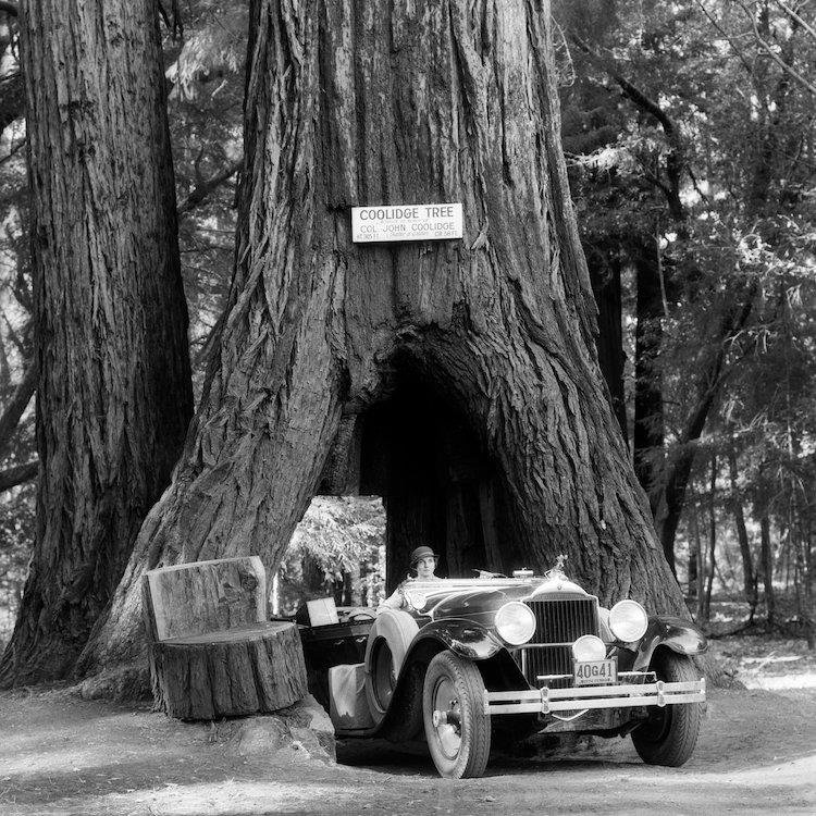 '1930s Woman Driving Convertible Car Through Opening in Giant Sequoia Tree Trunk Coolidge Tree Mendocino California' Photographic Print on Wrapped Canvas
