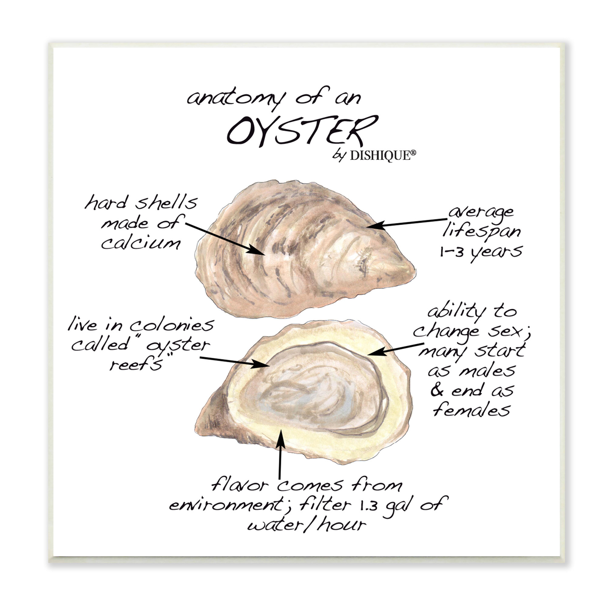 Stupell Industries Oyster Marine Life Anatomy Facts Educational Diagram by Unframed Graphic