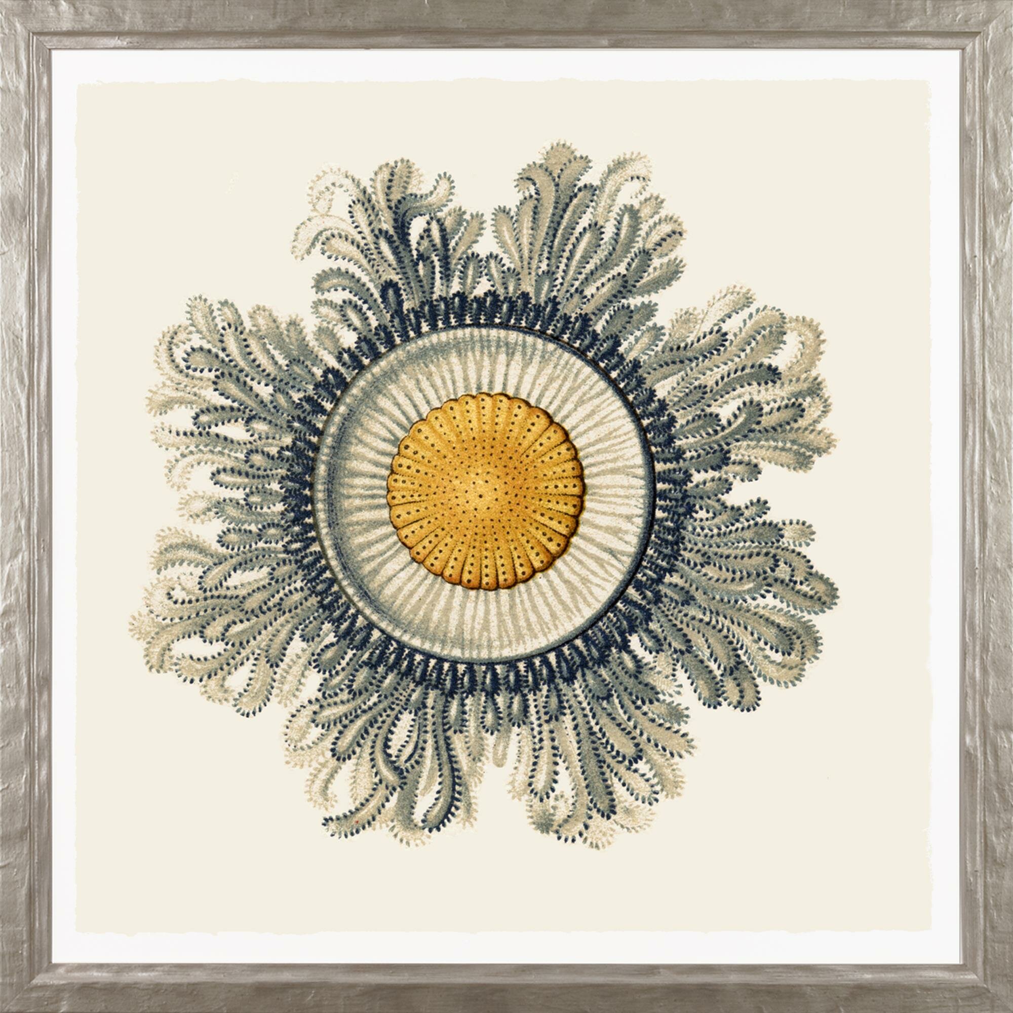 Art Virtuoso Art Forms In Nature By Ernst Haeckel Picture Frame Graphic Art Print On Paper Wayfair