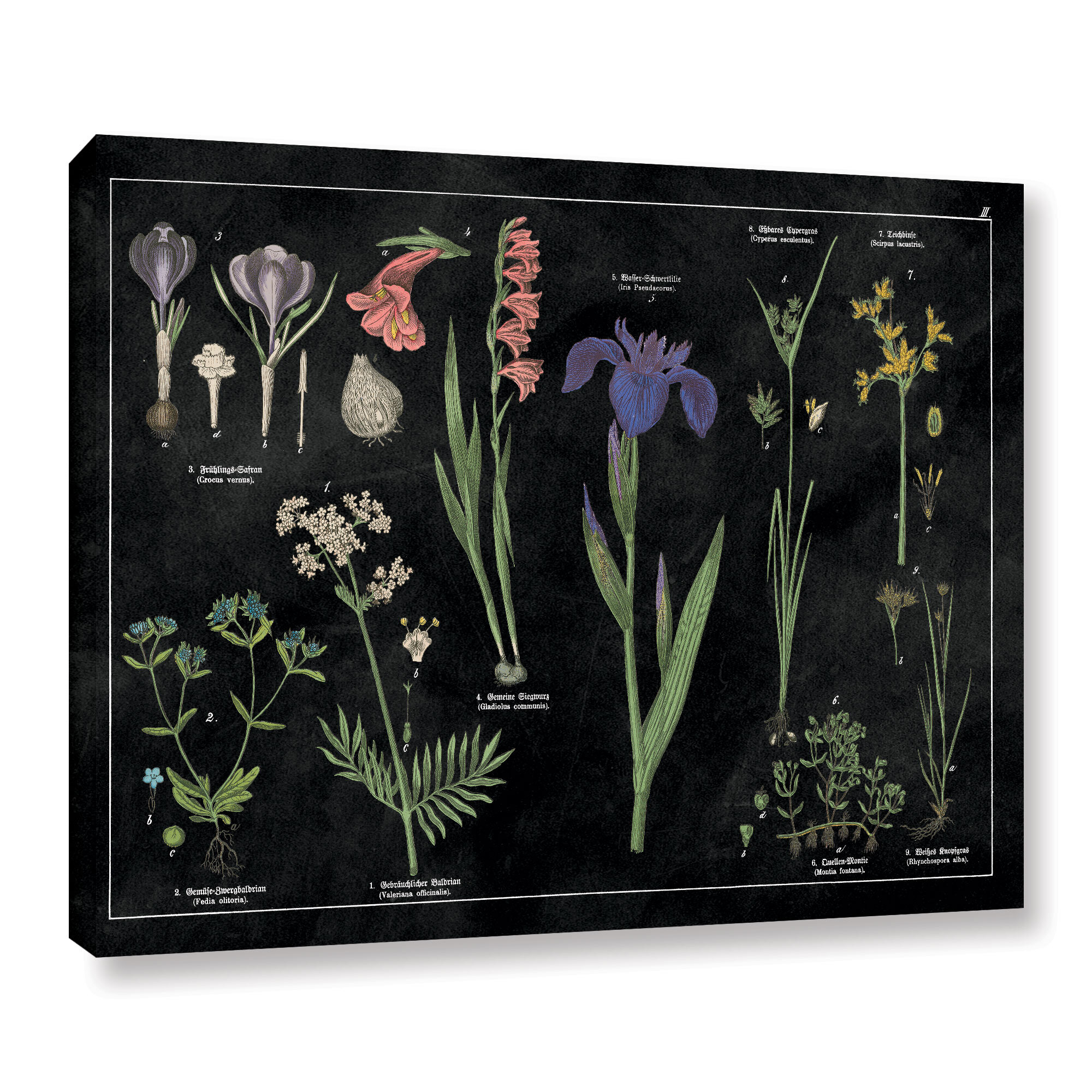 Gracie Oaks Botanical Floral Chart II Black And White by Wild Apple ...