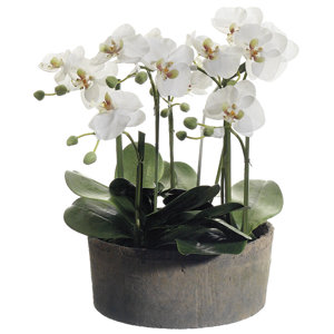 Phalaenopsis Orchid Floral Arrangements in Clay Pot
