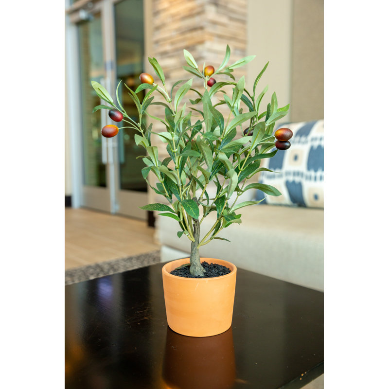 Olive Tree in Pot