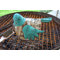 Californian Dove Statue