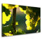 Grapes Photographic Print on Canvas