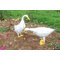 Statue Standing Goose
