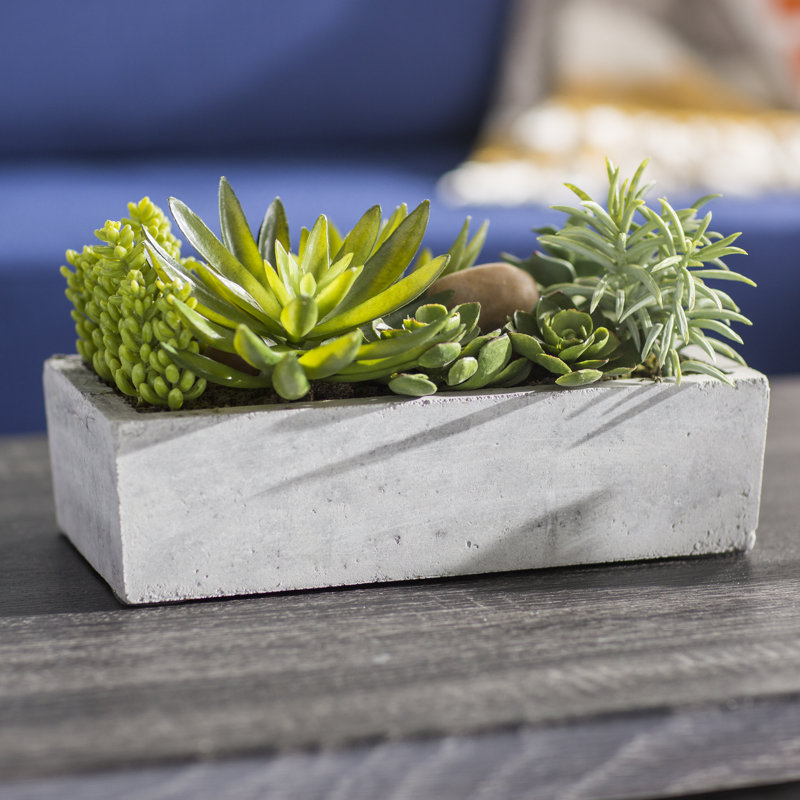 Mercury Row Floor Succulent Plant in Concrete Planter & Reviews Wayfair