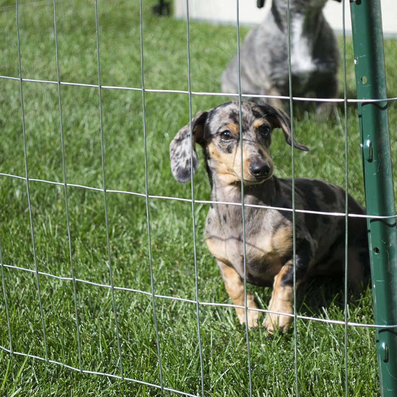 Yardgard 6 Ft H X 100 Ft W 14 Gauge Galvanized Welded Fencing