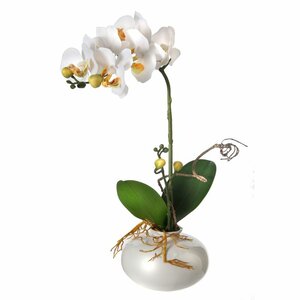 Mini Phalaenopsis Orchid Flowers in Pot