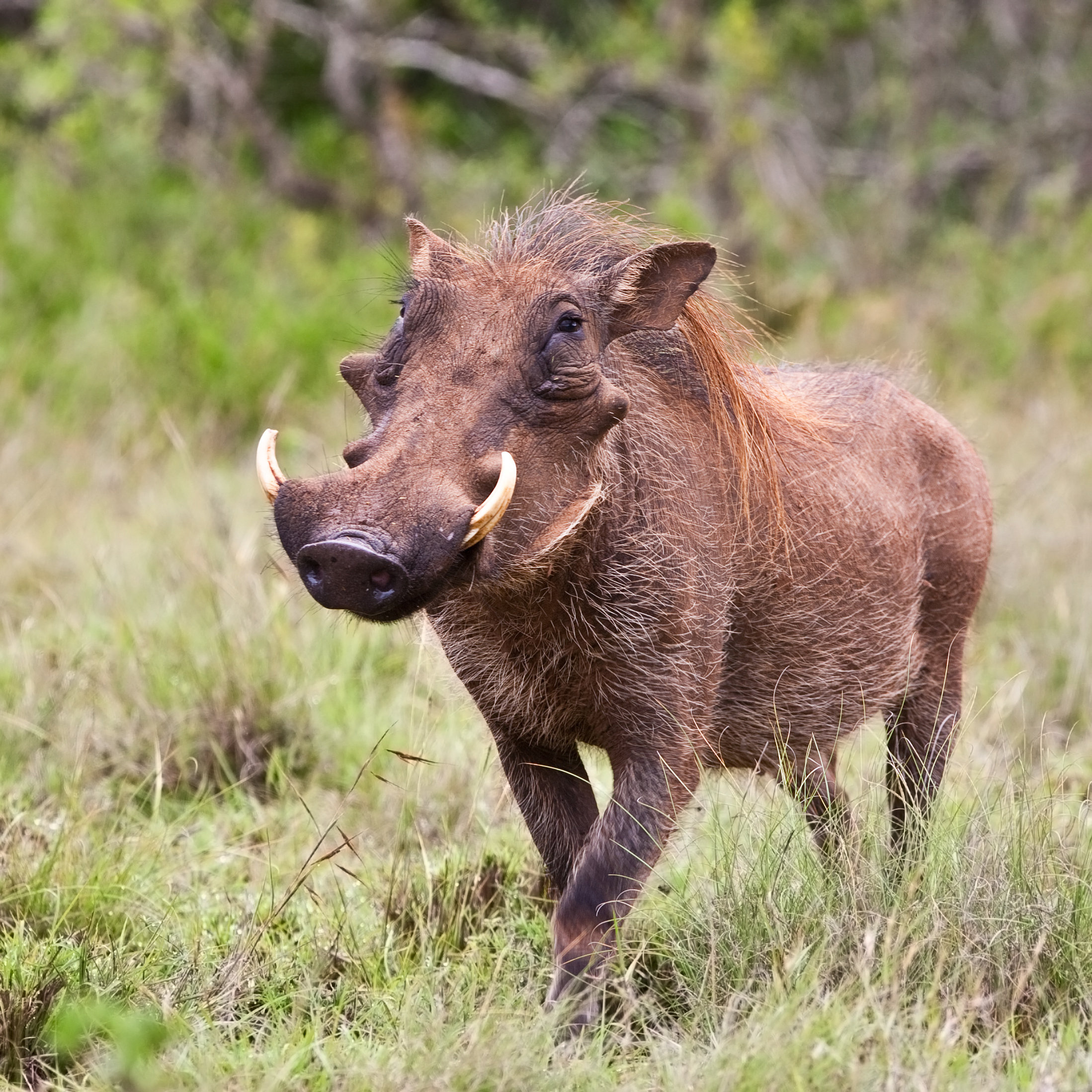 Union Rustic A Male Warthog Walking In Kruger National Park by
