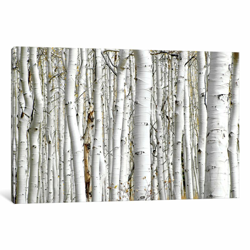 East Urban Home Birch Wood Photographic Print On Canvas Reviews Wayfair