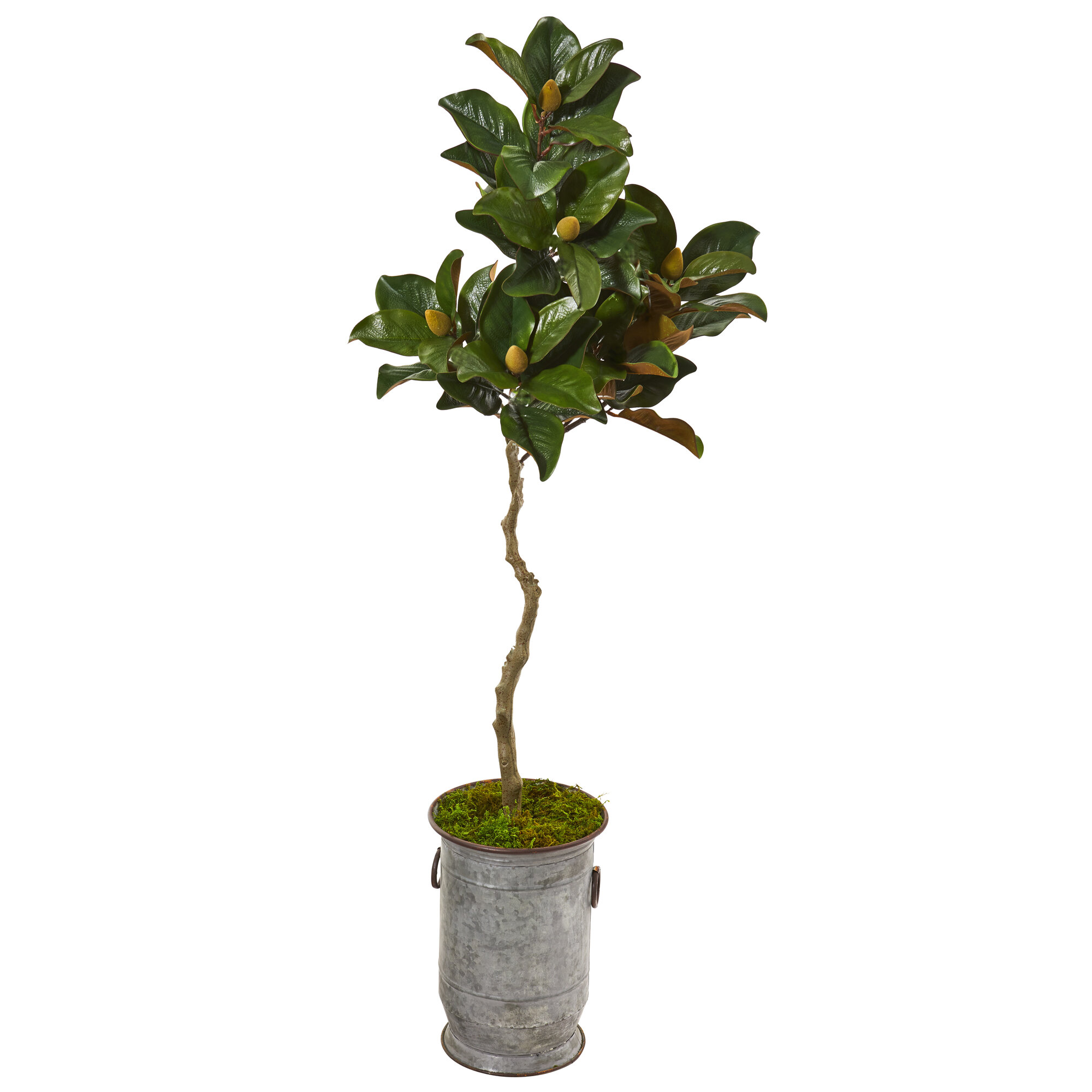 Primrue 61” Magnolia Artificial Tree In Vintage Metal Planter | Wayfair