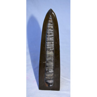 Fossil Sculpture Wayfair Ca