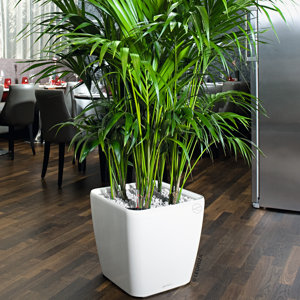 Quadro Self-Watering Plastic Pot Planter