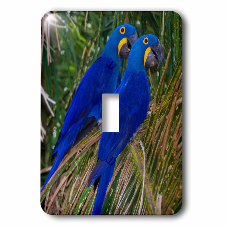 3drose Brazil Hyacinth Macaws A Vulnerable Species Of Parrot In The Panel 1 Gang Toggle Light Switch Wall Plate Wayfair