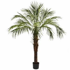 Robellini Palm Tree in Pot