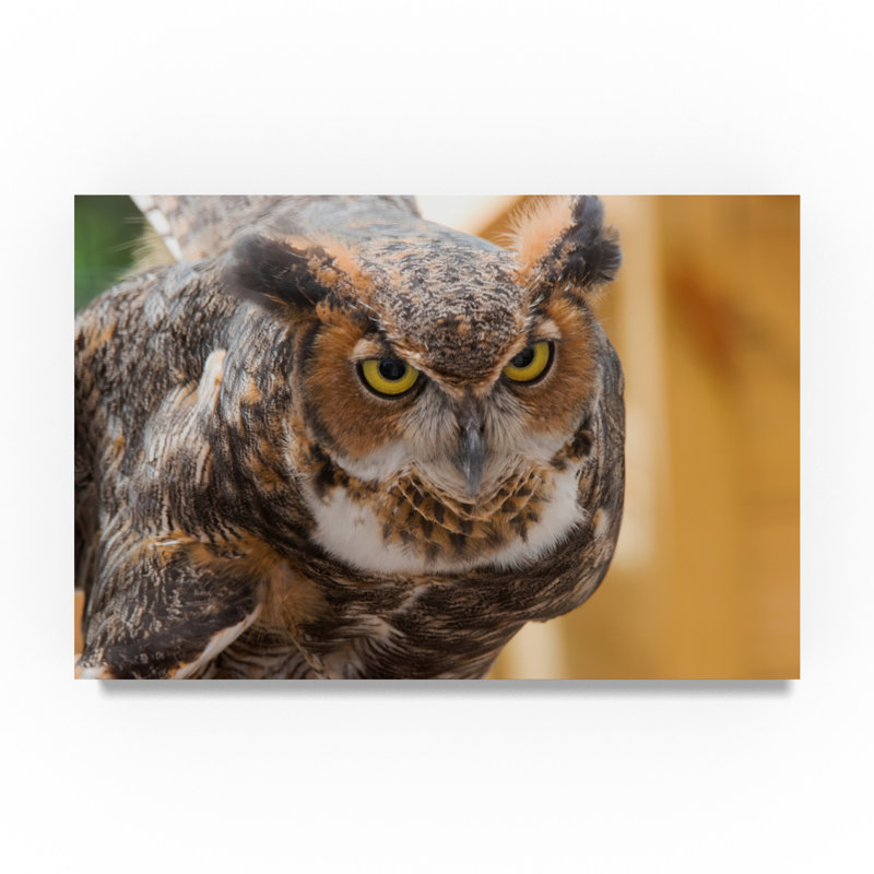 Trademark Art Great Horned Owl Photographic Print On Wrapped Canvas Wayfair