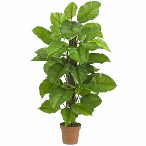 Leaf Philodendron Tree in Pot