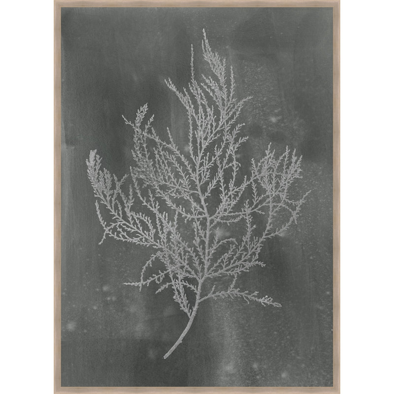Ashton Wall Decor Llc Silver Foil Algae Iii Framed Graphic Art