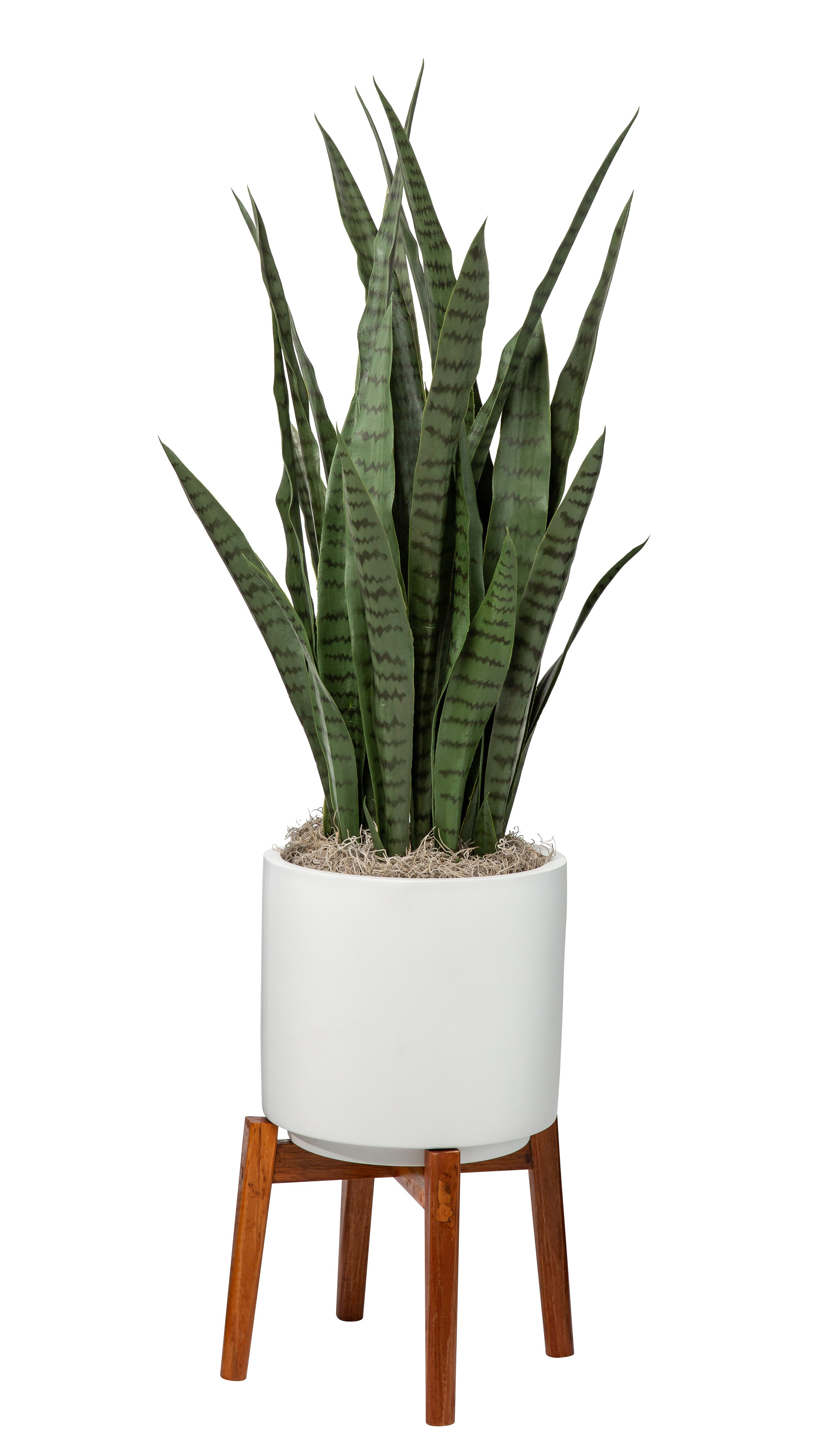 wayfair standing planter on Orren Ellis Snake Plant In Planter Wayfair