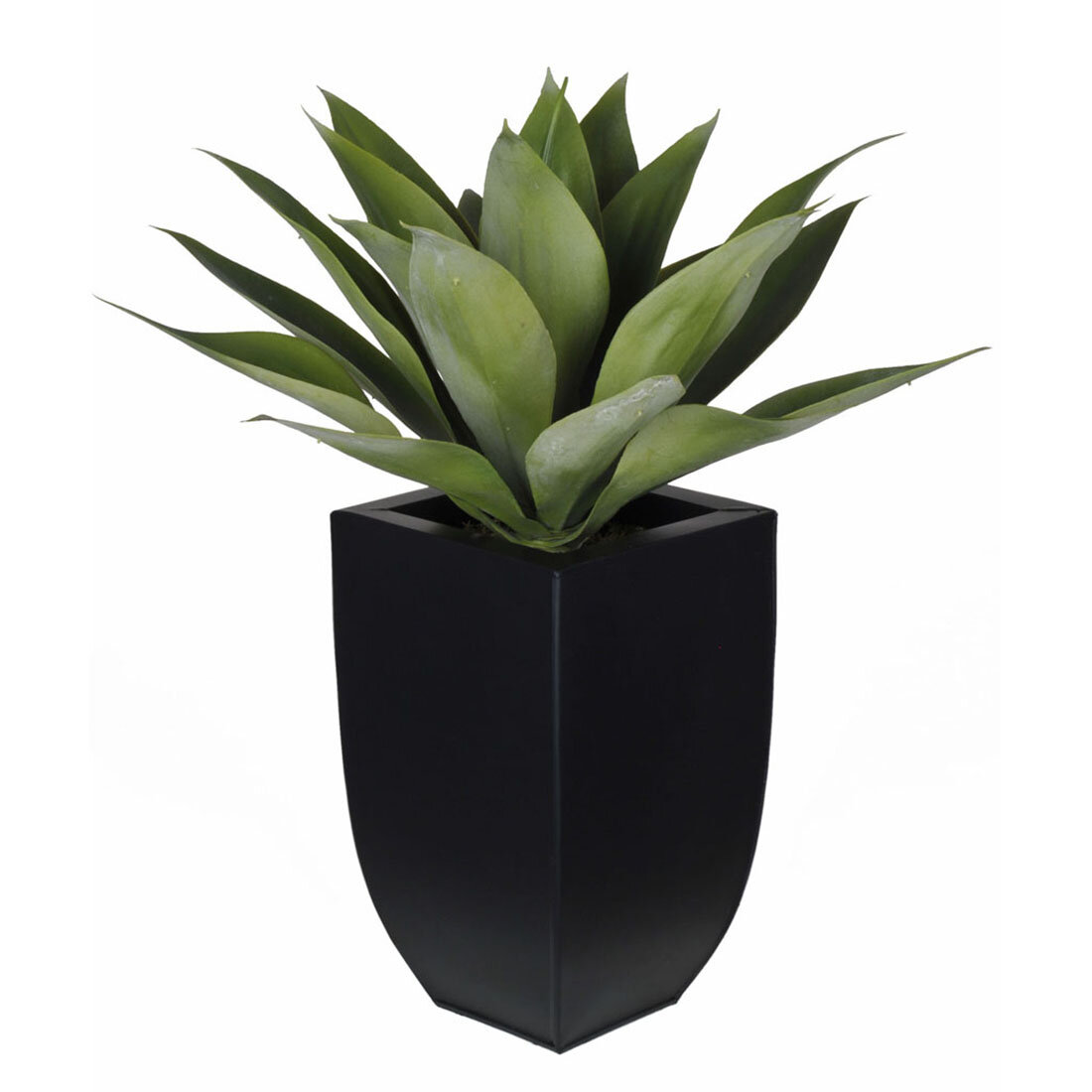 Orren Ellis Foxtail Agave Succulent In Pot Reviews Wayfair