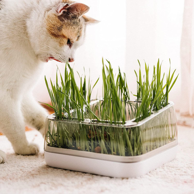 cat grass box
