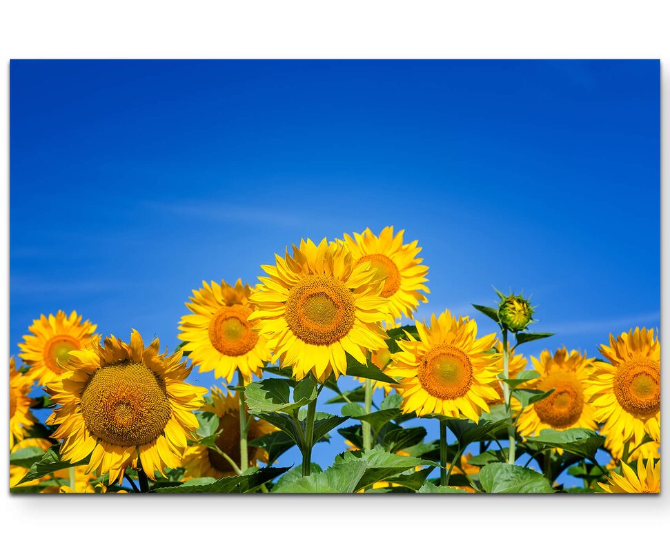 East Urban Home Blooming Sunflower Photographic Print on Canvas ...