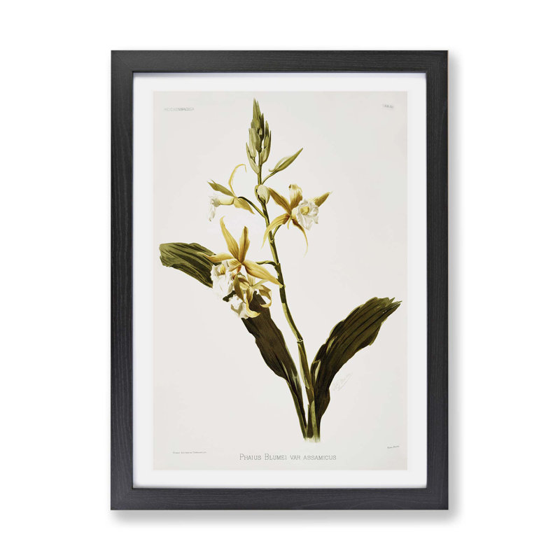 East Urban Home Magnolia Flowers Illustration Tab 69 By Frederick Sander Picture Frame Painting Print On Paper Wayfair Co Uk
