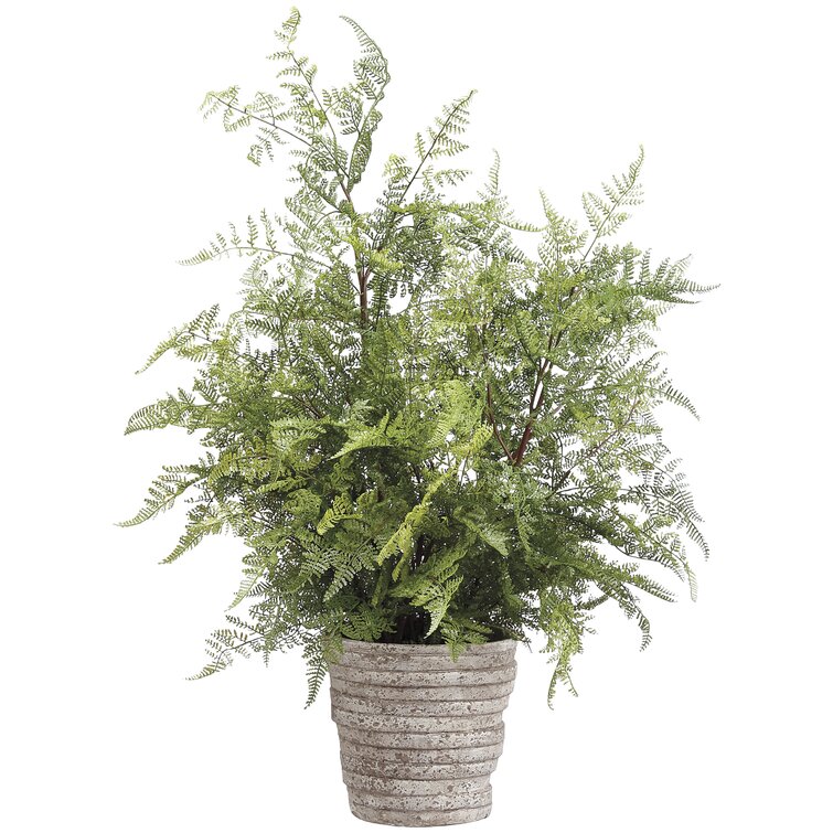Gracie Oaks Lace Fern Foliage Plant in Pot & Reviews | Wayfair