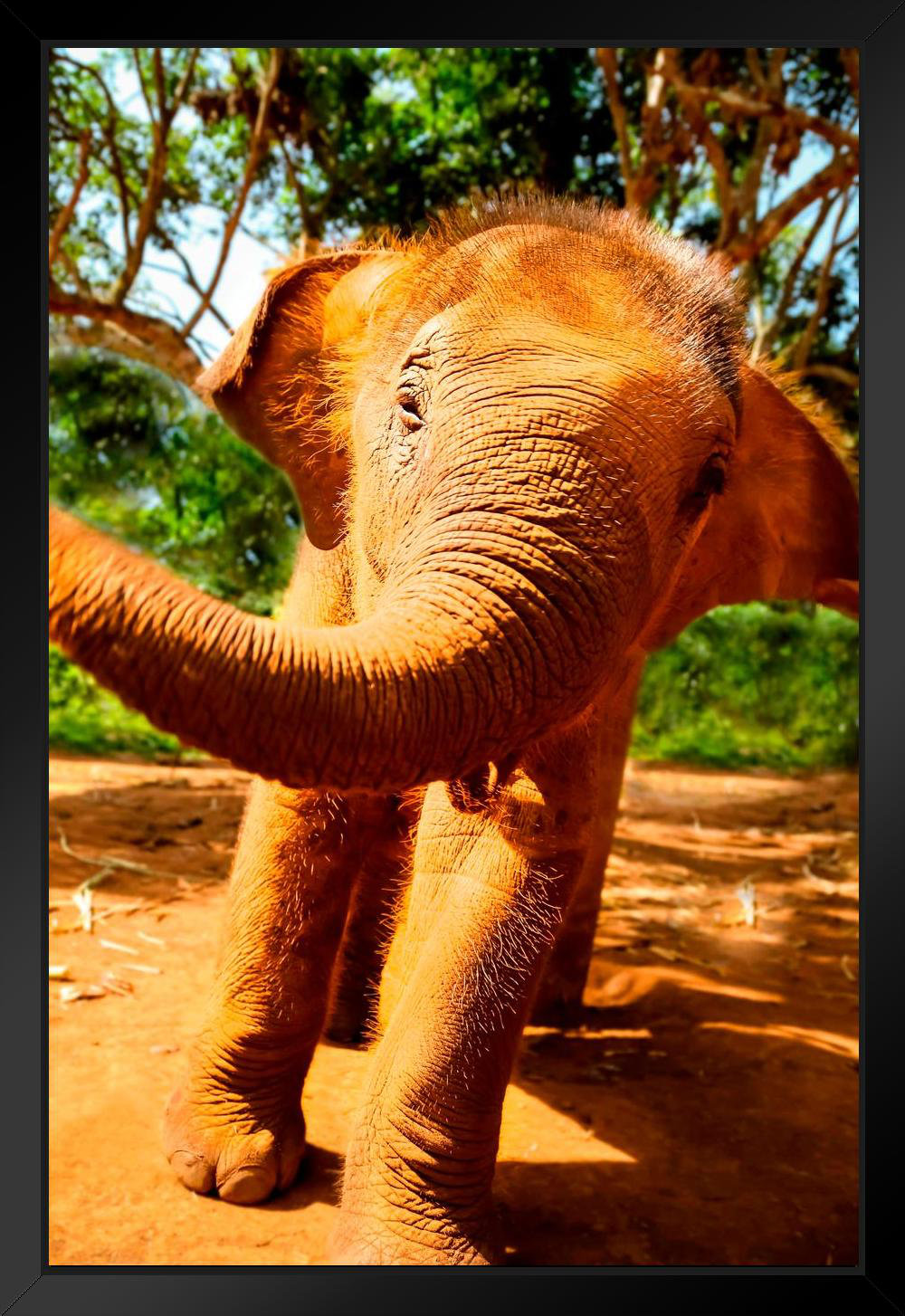 Latitude Run® Baby Thai Elephant Close Up Photo Photograph Indian