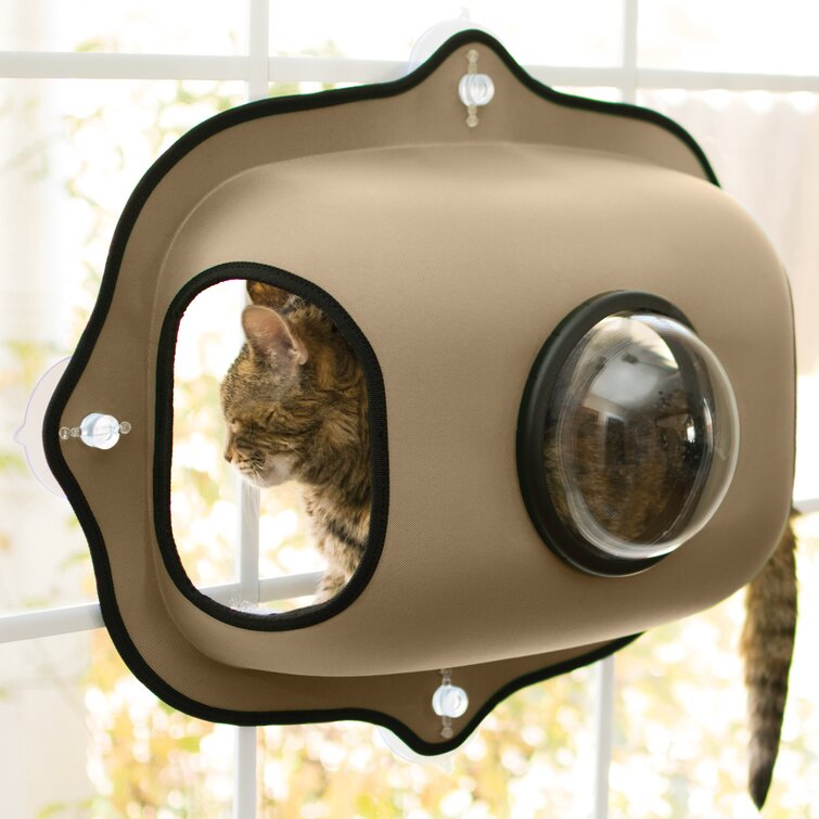 cat bubble bed