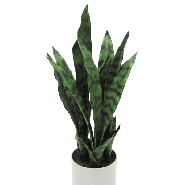 Wrought Studio Plante de serpent sansevieria dans un pot ...