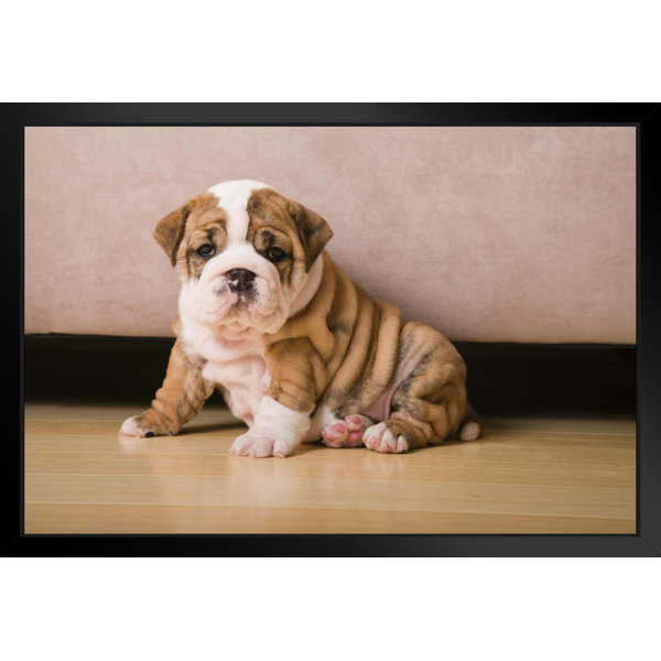 English Bulldog Decor Wayfair