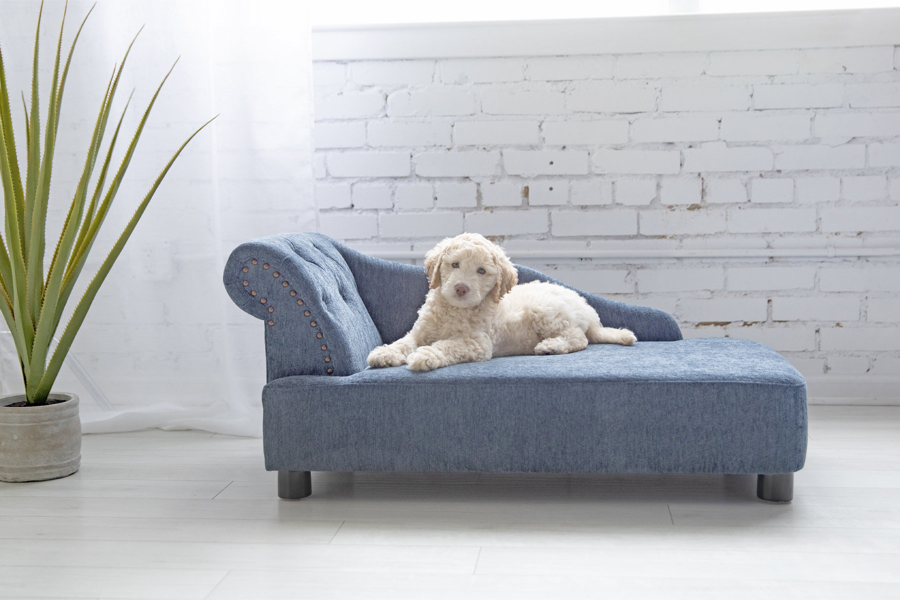 tufted dog couch