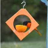 Decorative Songbird Essentials Bird Feeders You Ll Love In 2020
