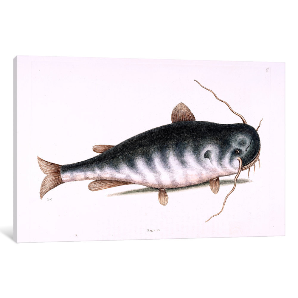 BLACK BULLHEAD CATFISH FISH PAINTING FISHING ART REAL CANVAS PRINT