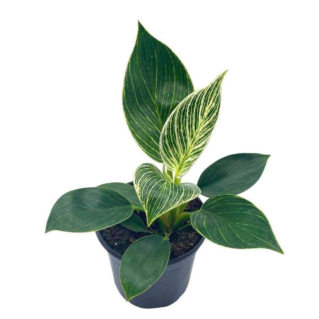 Florida House Plants Live Philodendron Low Maintenance Plant in Pot ...