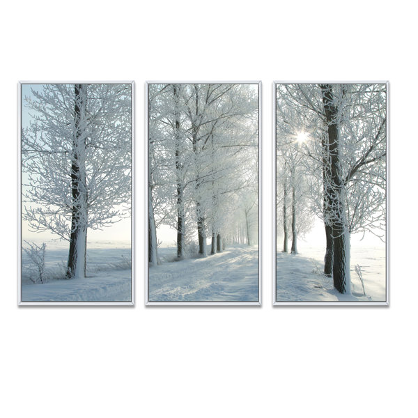 Millwood Pines Winter Trees Backlit By Morning Sun Winter Trees Backlit ...