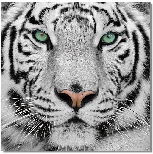 White Bengal Tiger Print stretched/&wrapped canvas 8/"x 8/" From original acrylic