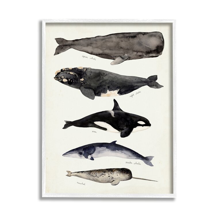 Designed by Victoria Barnes White Framed Wall Art 24 x 30 Stupell Industries Vintage Watercolor Whale Chart Large Aquatic Animals