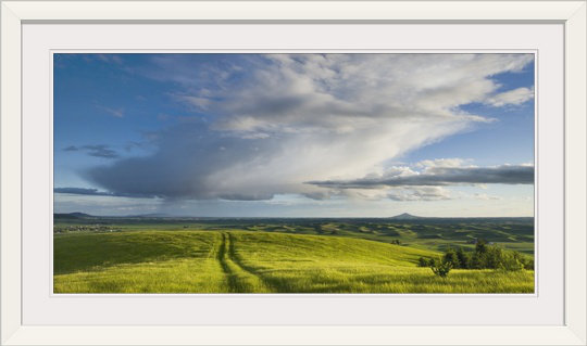 'Grassy Meadow, Palouse Washington' Photographic Print