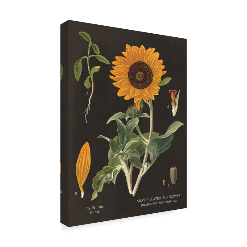 August Grove Sunflower Chart Acrylic Painting Print On Wrapped