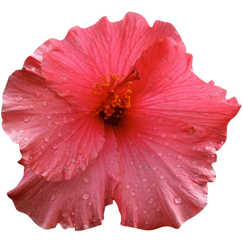 Ebern Designs Goudeau Cutout Hibiscus Wall Decal Wayfair