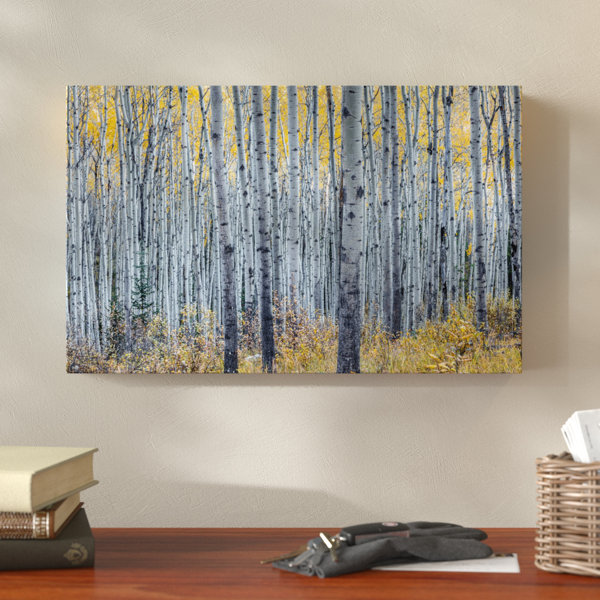 Millwood Pines Forest Of Aspen Trees Photographic Print On