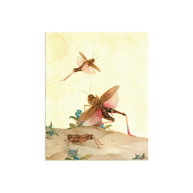 Authentic Decorative Books 1935 Fabres Book Of Insects By Mrs Rodolph Stawell Coffee Table Decorative Set - 